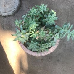Succulents