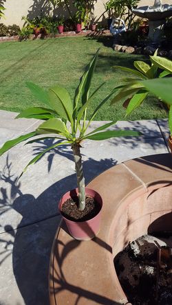 Hawaiin pumeria white flower