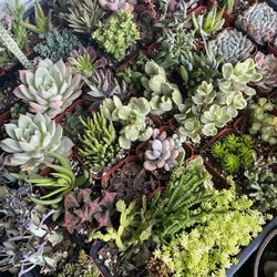 Succulents And Some Cacti 2”