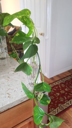 epipremnum aureum money plant