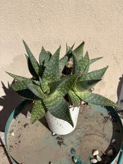 Succulents