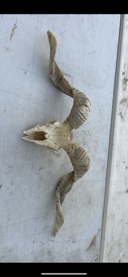 Real Ram Skull