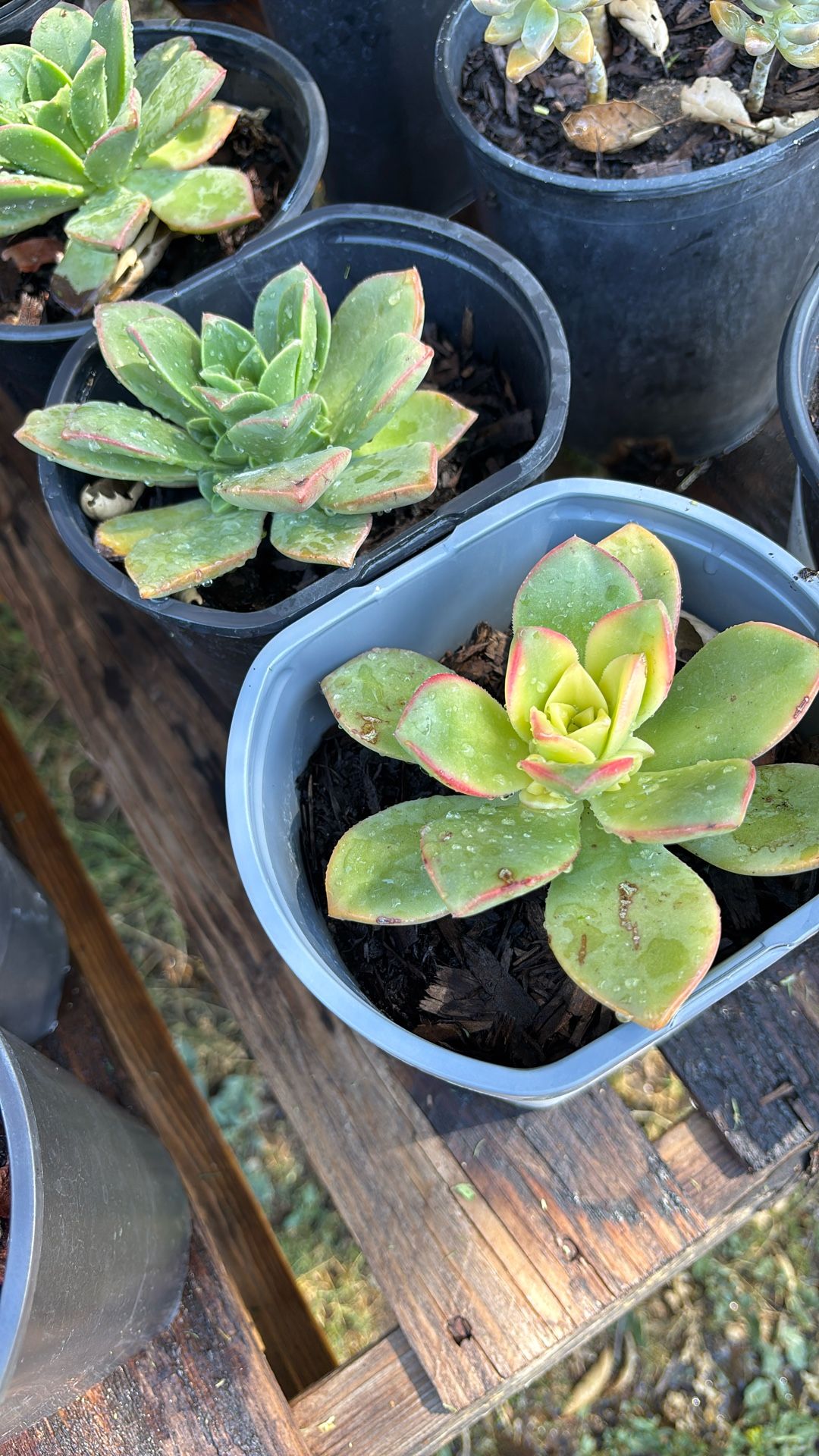 Succulents