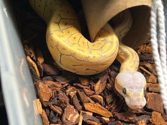 Snakes and enclosures
