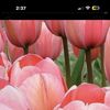 bjt1976
