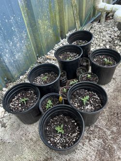 Cherry Tomatoes And Grape Tomatoes 