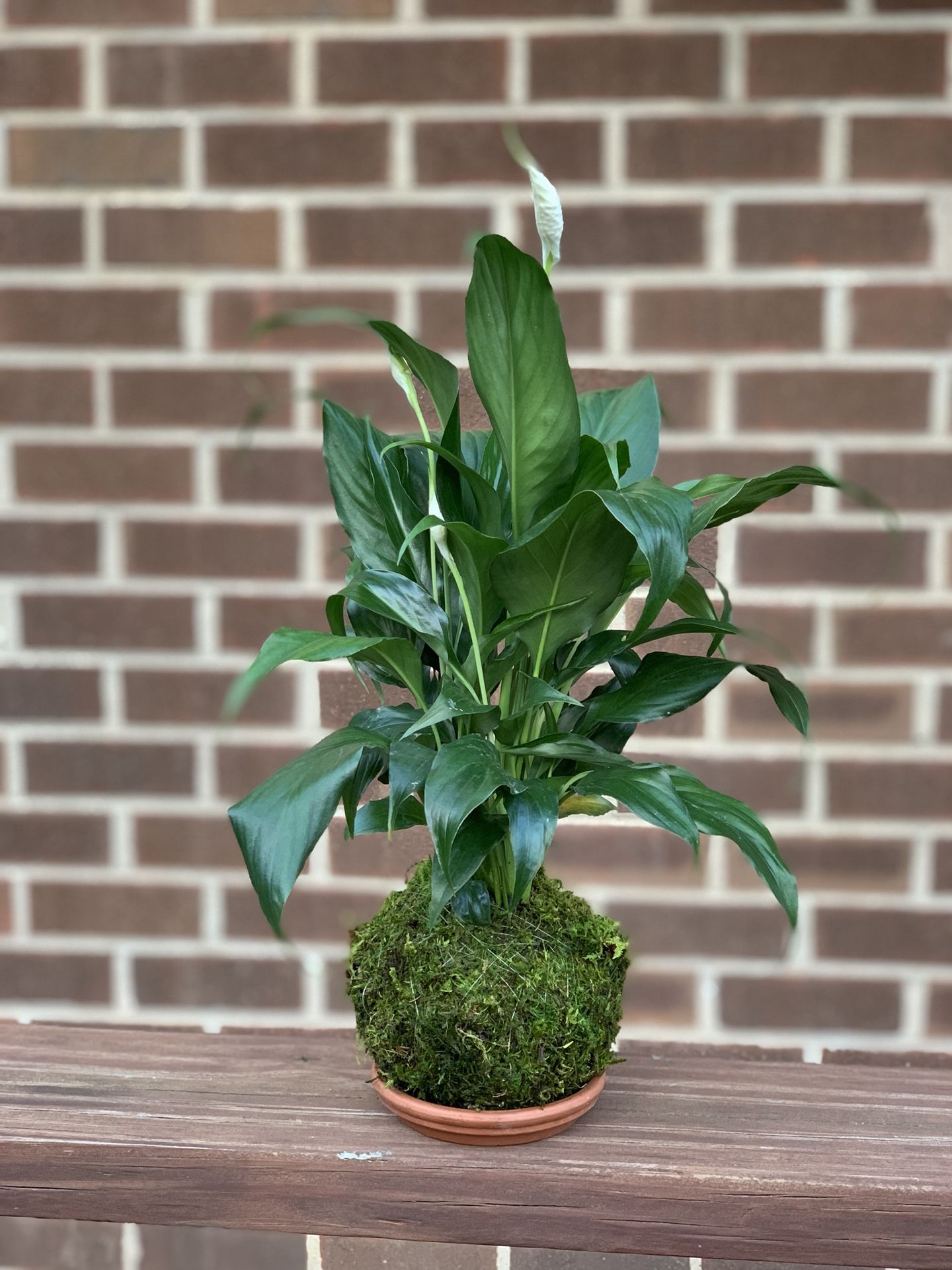 Peace Lilly Kokedama indoor plant