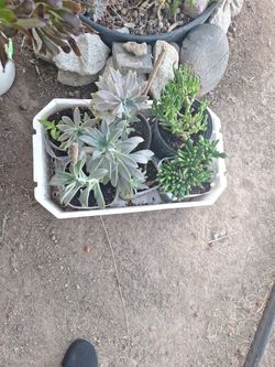 Selling Plants For $5.00 Each