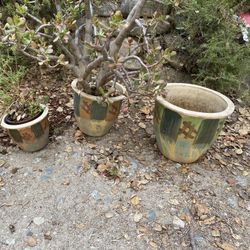 Set Of Ceramic Pots & Jade Succulant Plant