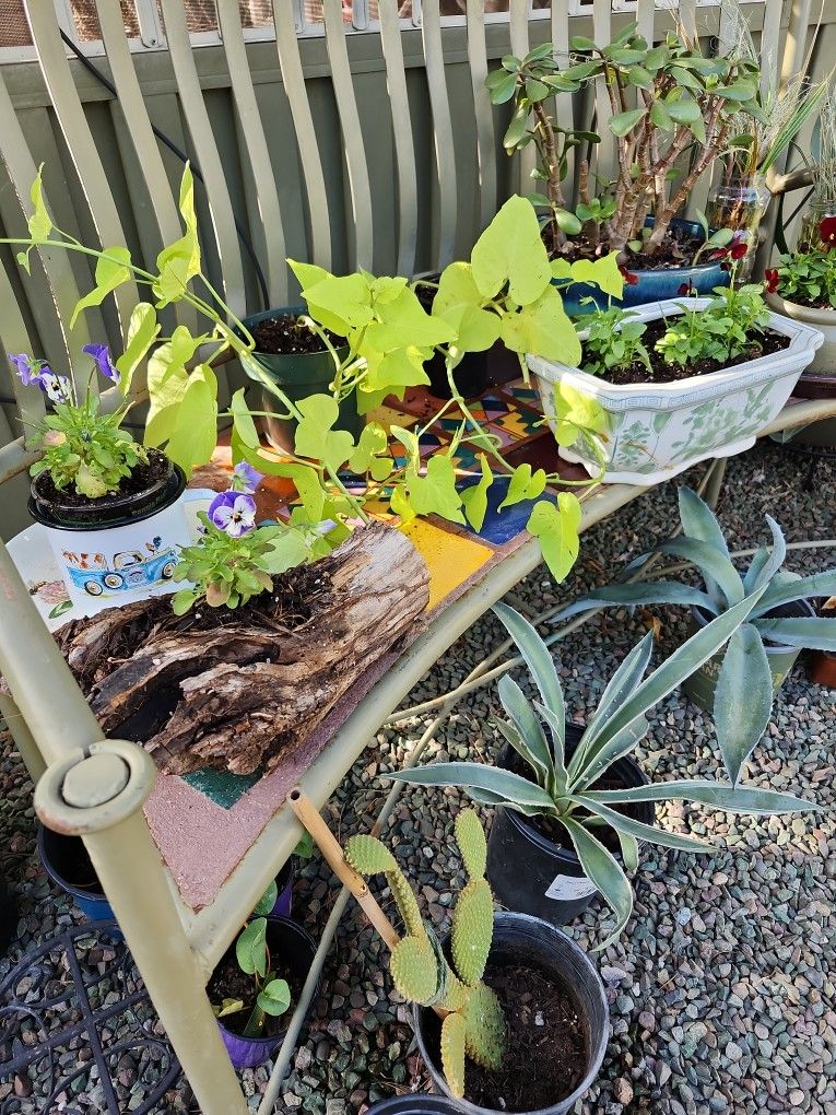 Plant Sale