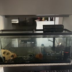 50 Gallon Tank With Filters And 2 Fahaka Puffers And 2 Angel Fish The Rest Rams