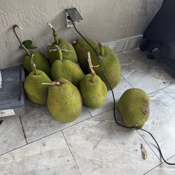 Jackfruit 