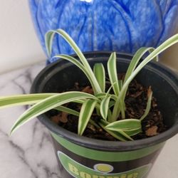 Variegated Spider Plant