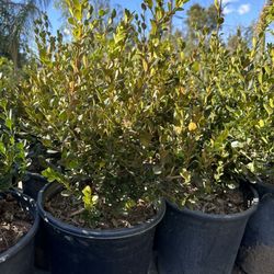 Japanese boxwood hedges, 5gal (10 for $135) 