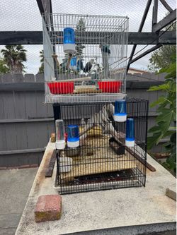 Cages $30