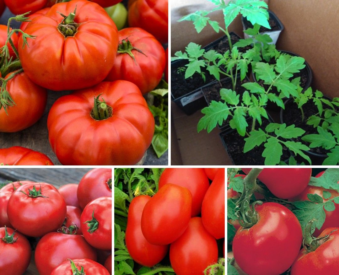 Organic tomato plants. Each plant$3 Or 2 Plants for$5. Check description.