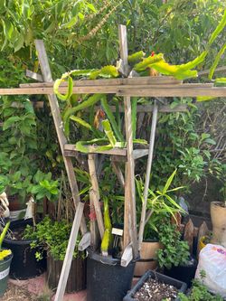 Dragon fruit plant