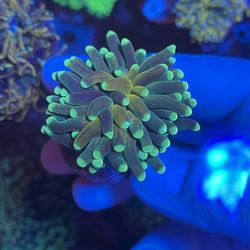 Tiger Torches Coral Euphylia