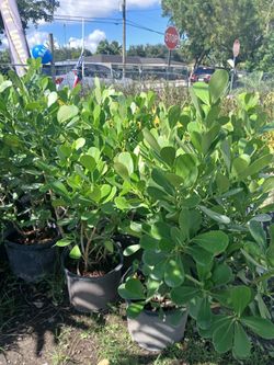 Clusia Hedges 7gl 4-4.5ft