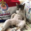 Luis