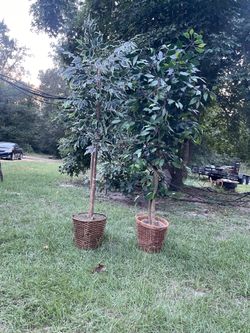 2 ( 6Ft Artificial Trees With Baskets )