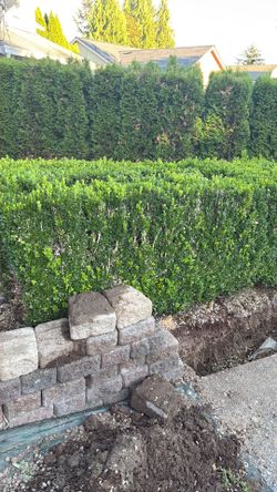 Boxwood