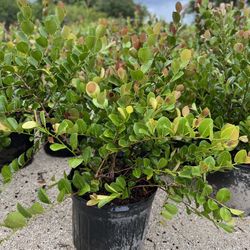 Red Tip Cocoplum Plants 