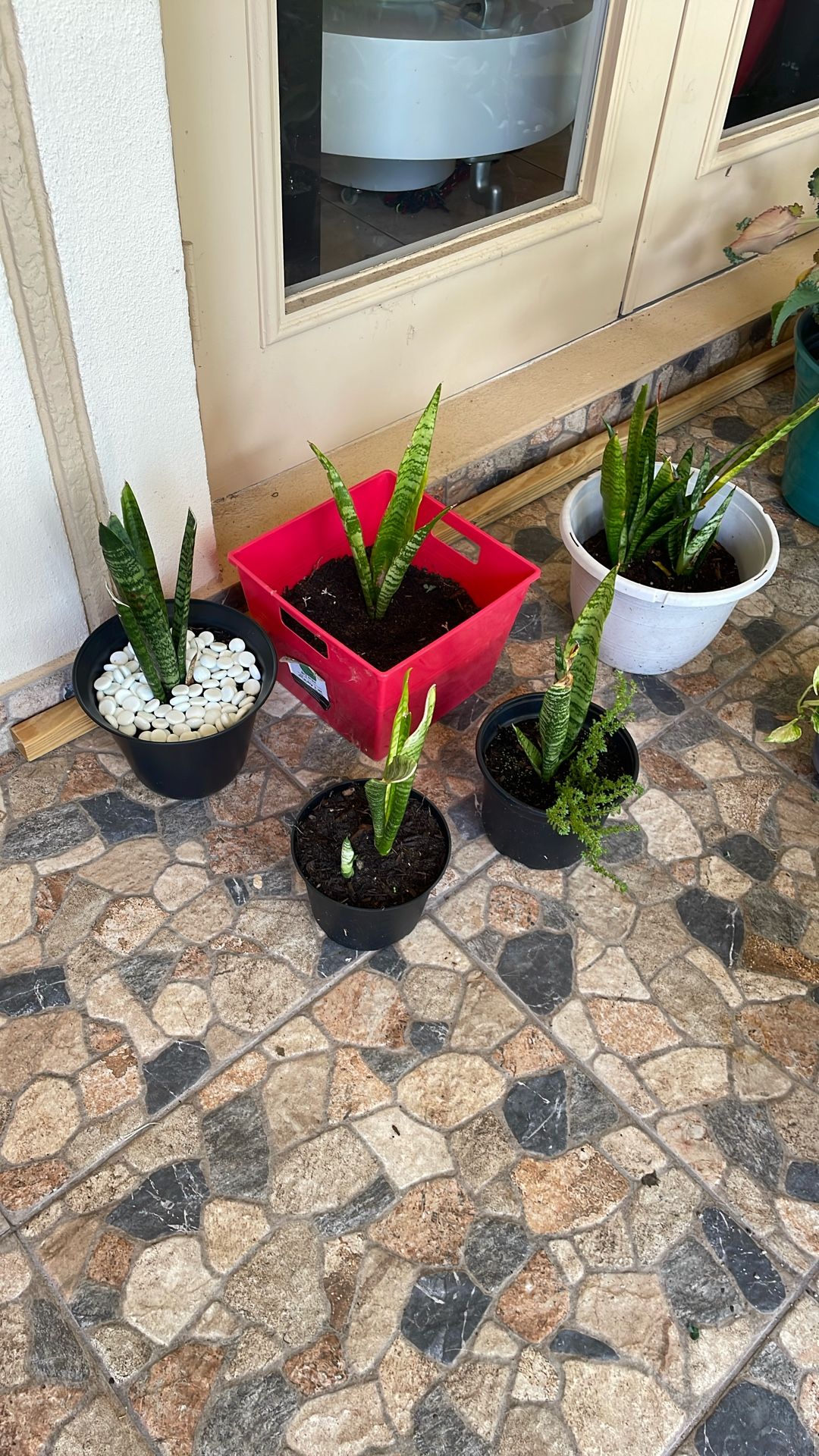 Snake plant