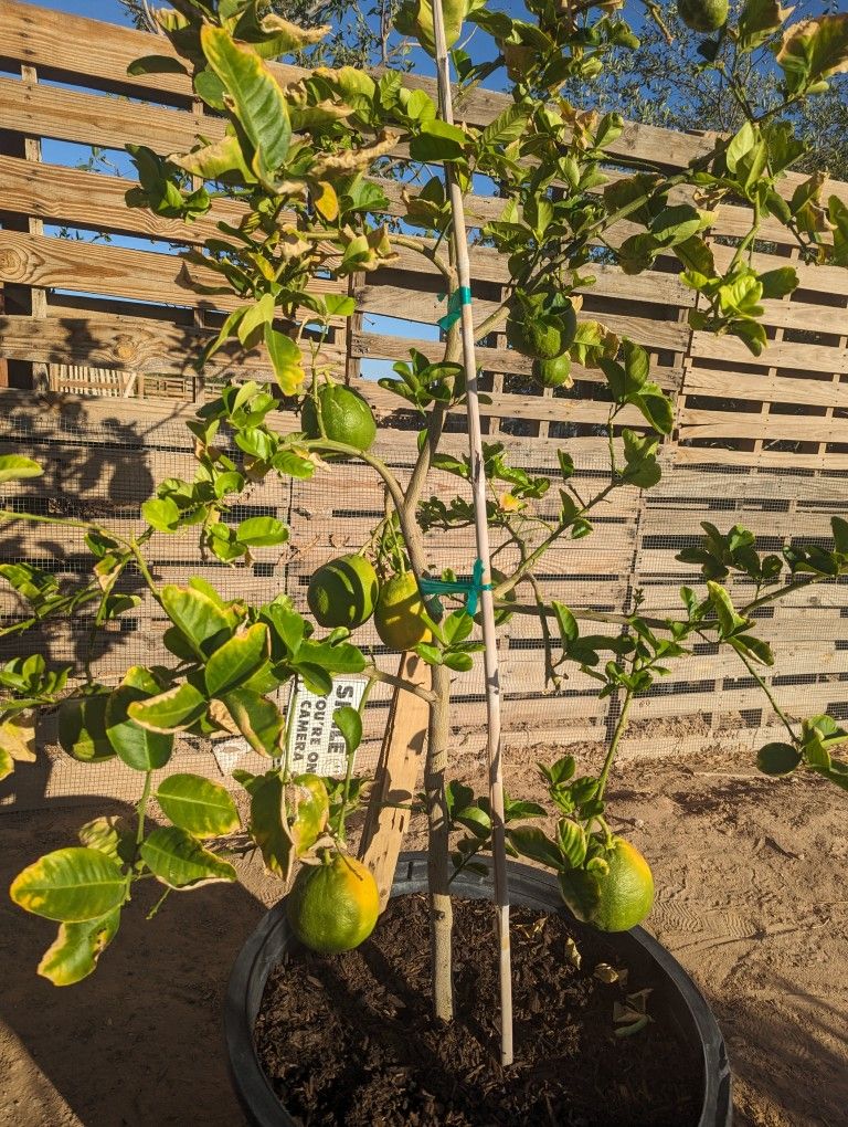 $275 Each Mexican Lime Or Ponderosa Lemon Pickup Or Delivery