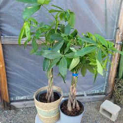 Money Tree Plants 8" Nursery Pot $12 Each