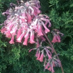 Succulent Plants, Morning Glory Vines Blue Flower, Or Mother Of Many