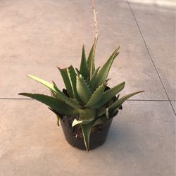 Aloe Vera Plant