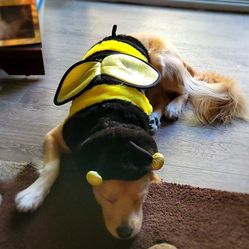 Bee Costume For Dogs