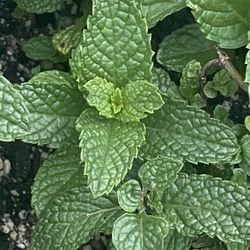 Sweet Mint Plant - Menta - Yerba Buena - Hierba Planta
