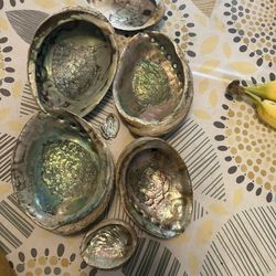 Abalone Shell 