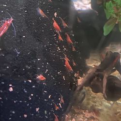 Aquarium
