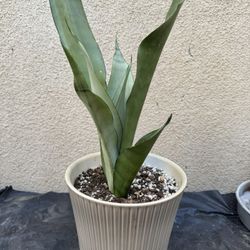 Moonshine Snake Plant