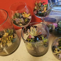 **SUPER COOL**  Succulent GLASS TERRARIUM Plants