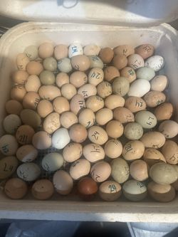 Fertile Eggs