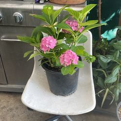 Hortensia Morado