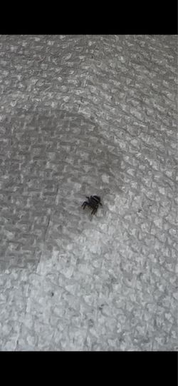 Phidippus Audax Spiderlings