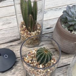 Succulent and Cactus 