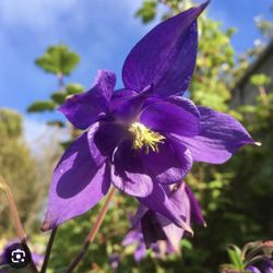Dark Purple Columbine 