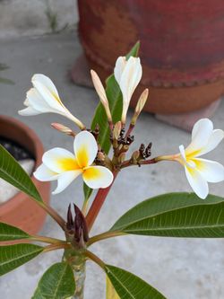 Plumeria yellow and white