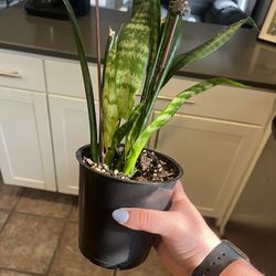 Snake Plant