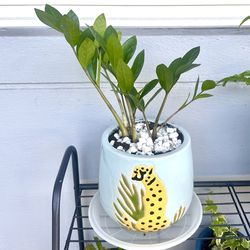 ZZ Plant For Sale 🪴 Please Read Description🪴 make an offer no low balling