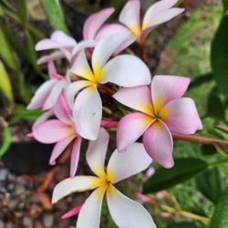 Pink Frangipani