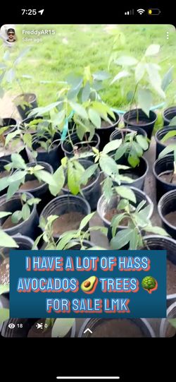 Avocados 🥑 Trees