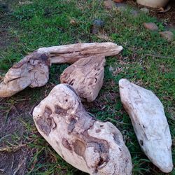 5 Beautiful Natural Driftwood Pieces