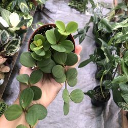 4” Peperomia Hope